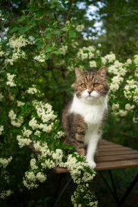 portrait of a beautiful tabby british shorthair cat sitting on wooden table outdoors in spring under flowering tree with white blossom portrait of a beautiful tabby british shorthair cat sitting on wooden table outdoors in spring under flowering tree with white blossom